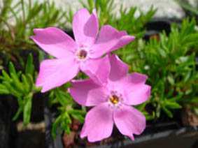 Phlox borealis ssp arctica